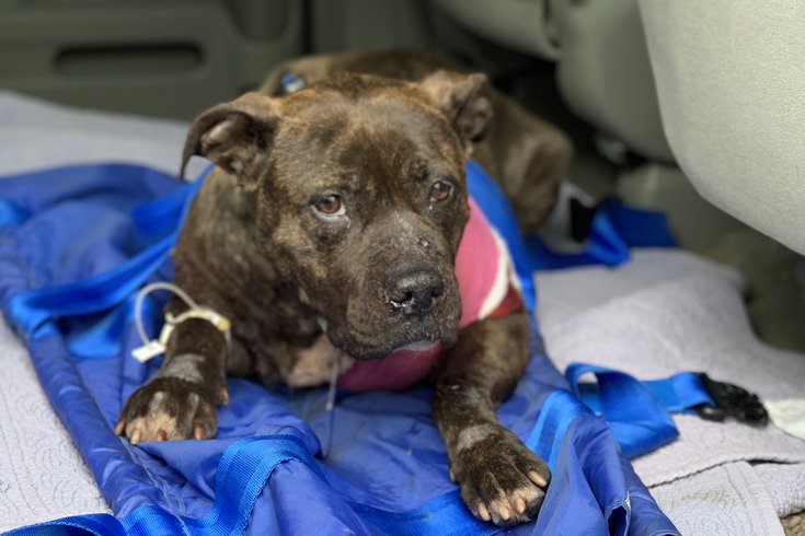 PSPCA Dog Shot