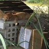 Atlantic City Cats